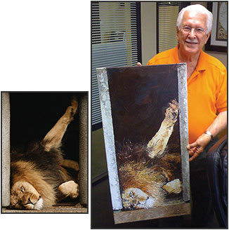 Vernon Dittenbir oil painting of lion at the Amsterdam Zoo. Original photo by Stephen Oachs