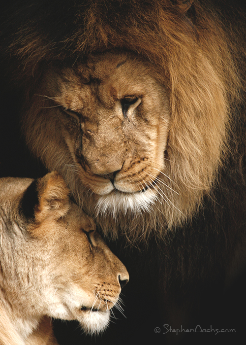 ams lion love