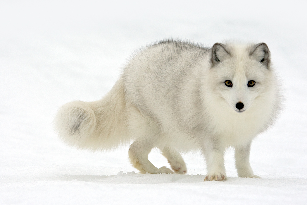 ss-arctic-fox.jpg
