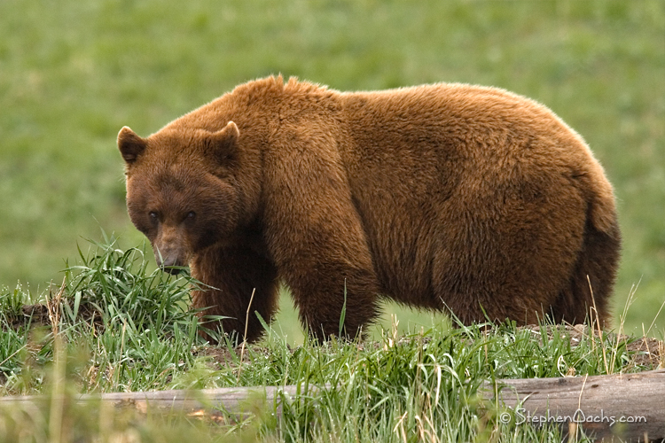 cinnamon bear depiction