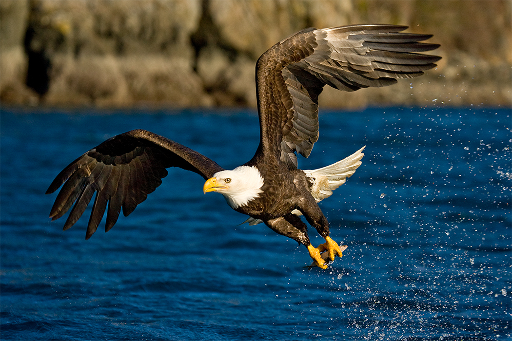 American Bald Eagle, Fishing: Limited Edition Fine Art Photography by  Stephen W. Oachs