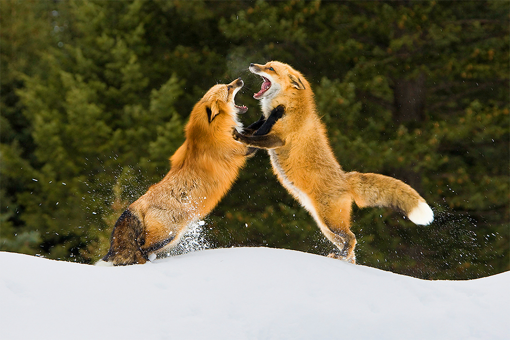 ss-scraping-foxes.jpg